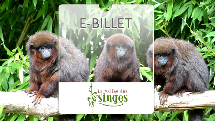 La Vallée des Singes 1 jour Enfant